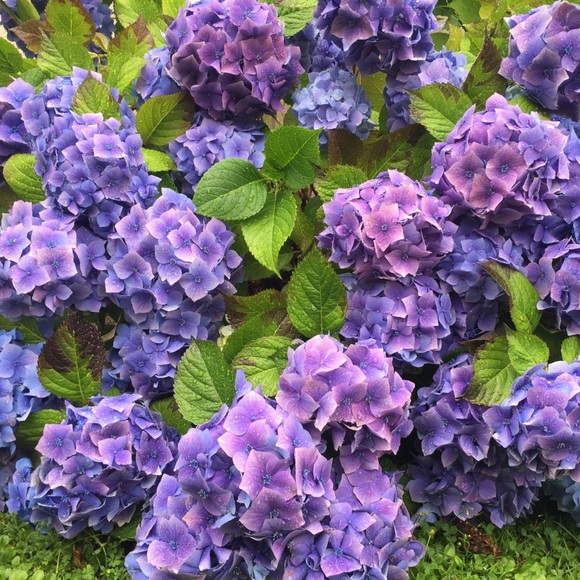 Meet your Posher, Kris - Picture 1 of 1